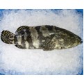 Frozen Dragon Grouper 900/1.05KG