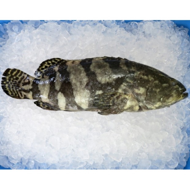 Frozen Dragon Grouper 900/1.05KG