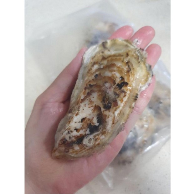 Sashimi Grade Japanese Oysters 6pcs